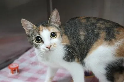 An adult medium-sized female Domestic Short Hair cat named Mrs. Funny Bunny for adoption in Brunswick, GA