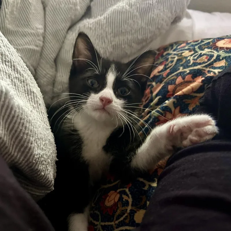 A baby small-sized male Black Domestic Short Hair cat named Val for adoption in San Antonio, TX