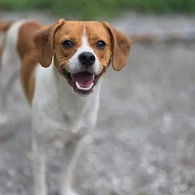 A young medium-sized male Beagle dog named Smitty for adoption in Danbury, CT