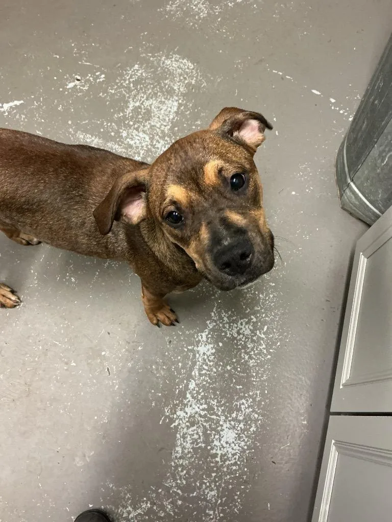A baby medium-sized female Boxer dog named Tinker for adoption in Dyersburg, TN