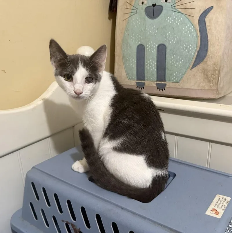 A baby small-sized male Domestic Short Hair cat named Austin for adoption in Beaumont, CA