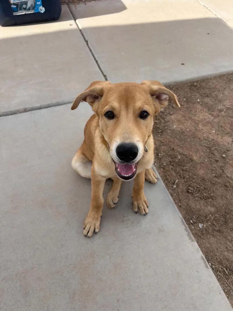 A baby medium-sized male Yellow Labrador Retriever dog named Maverick for adoption in Chandler, AZ
