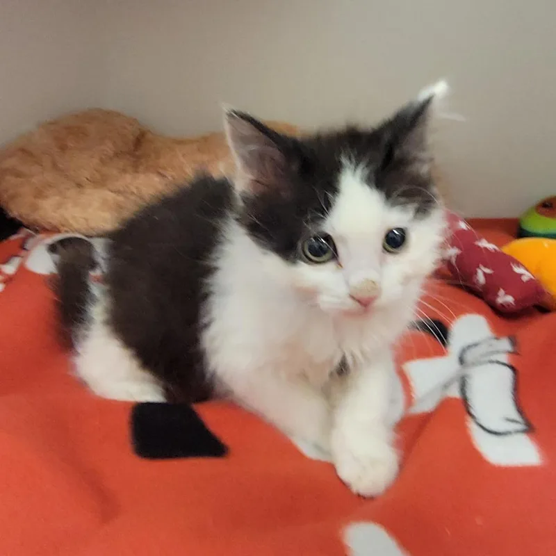 A baby small-sized male White Domestic Medium Hair cat named Timber for adoption in Phoenix, AZ