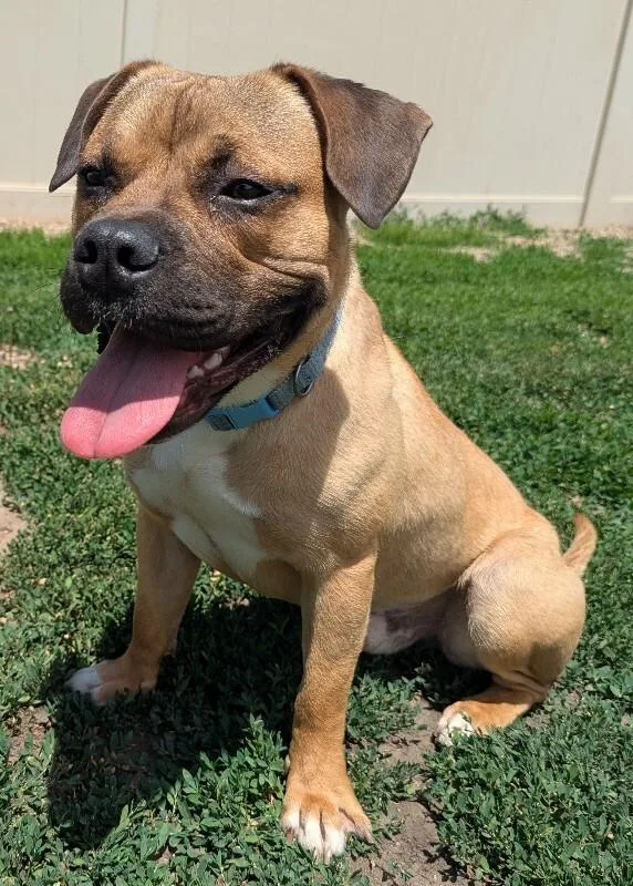 An adult medium-sized male Pit Bull Terrier dog named Max for adoption in Yankton, SD