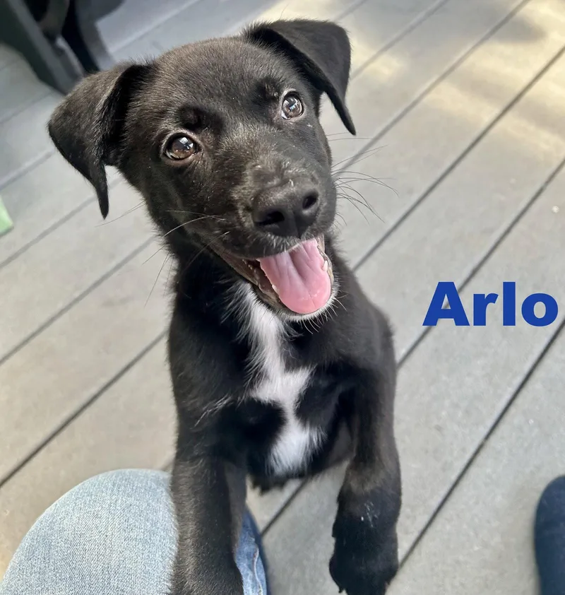 A baby medium-sized male Border Collie dog named Arlo for adoption in Spring City, PA