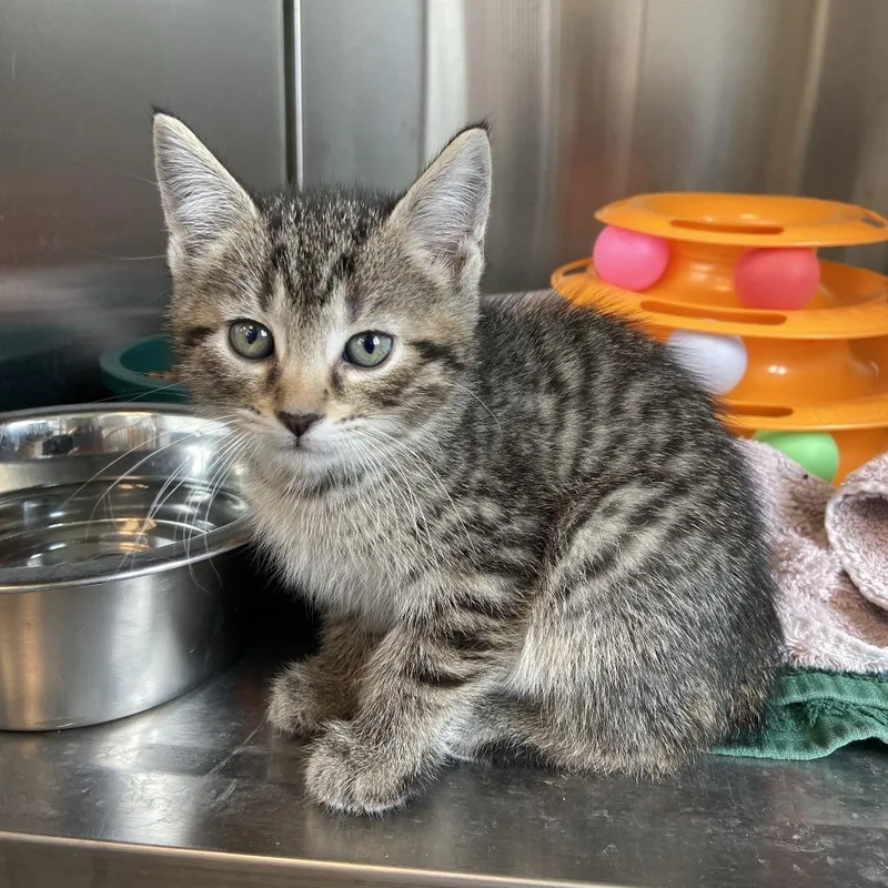 A baby small-sized male Brown / Chocolate Domestic Short Hair cat named Bucket for adoption in Washington Township, OH
