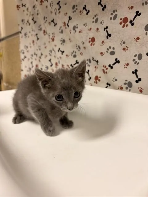 A baby small-sized male Domestic Short Hair cat named Billy for adoption in Riverside, CA