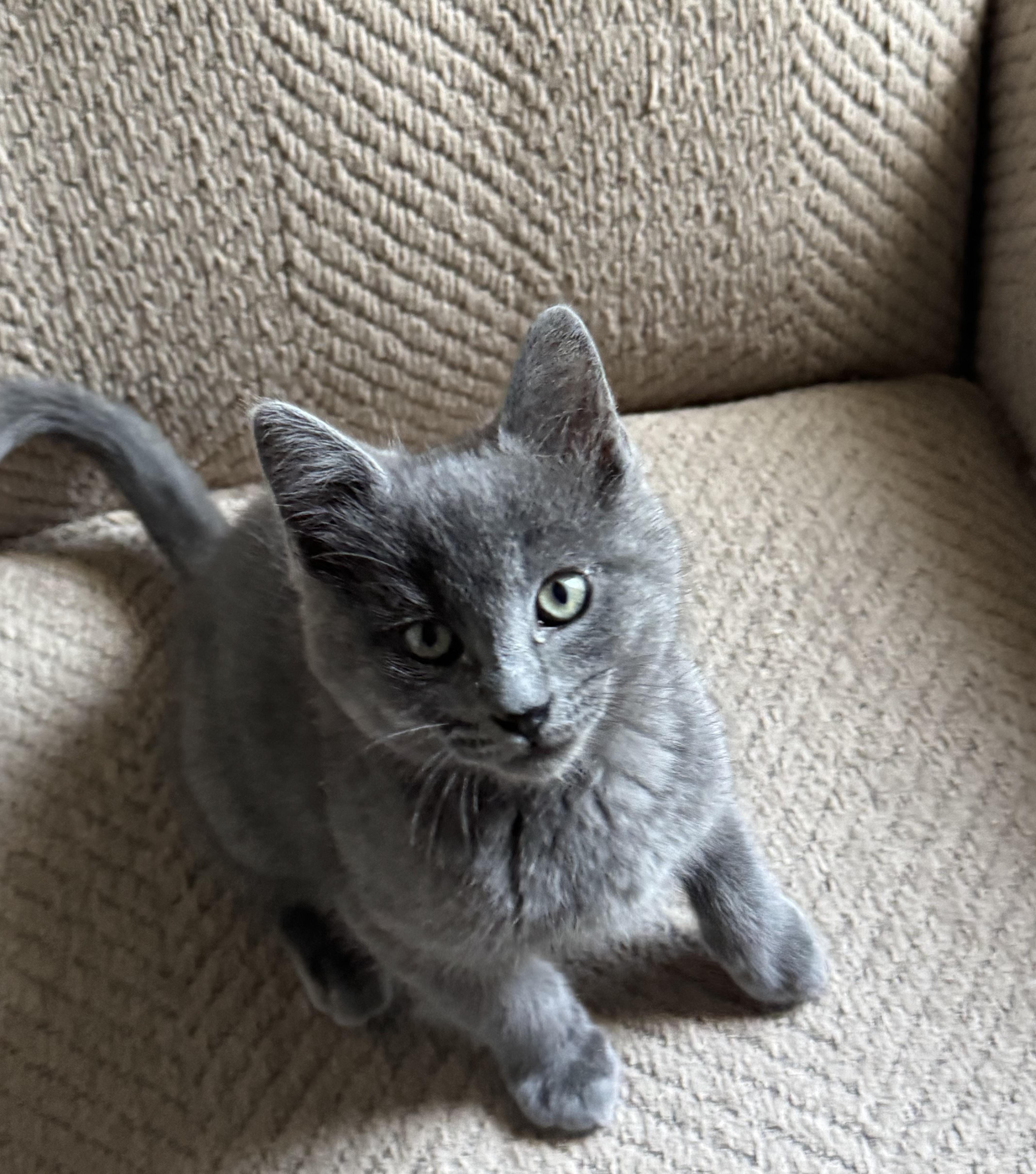A baby medium-sized male Gray / Blue / Silver Domestic Short Hair cat named Brett for adoption in Greensboro, NC