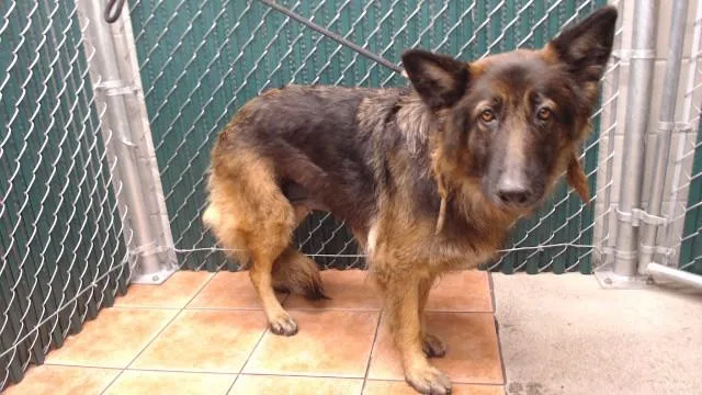 An adult medium-sized female German Shepherd Dog dog named Leila for adoption in Downey, CA