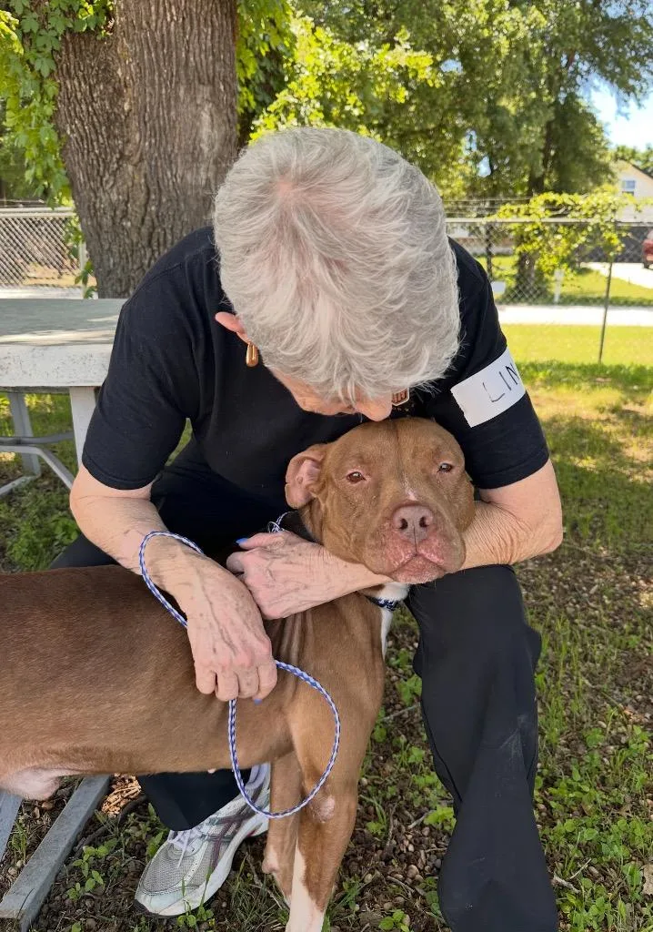An adult medium-sized male Red / Chestnut / Orange Pit Bull Terrier dog named Tito for adoption in Austin, TX