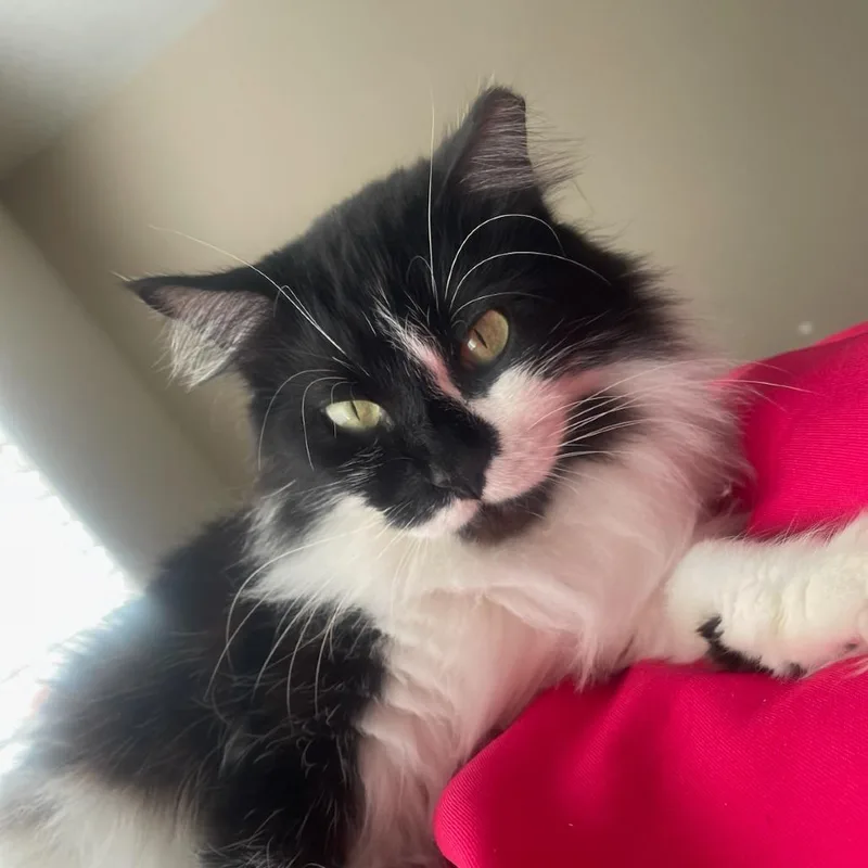 An adult medium-sized male Black Domestic Medium Hair cat named Sylvester for adoption in Houston, TX