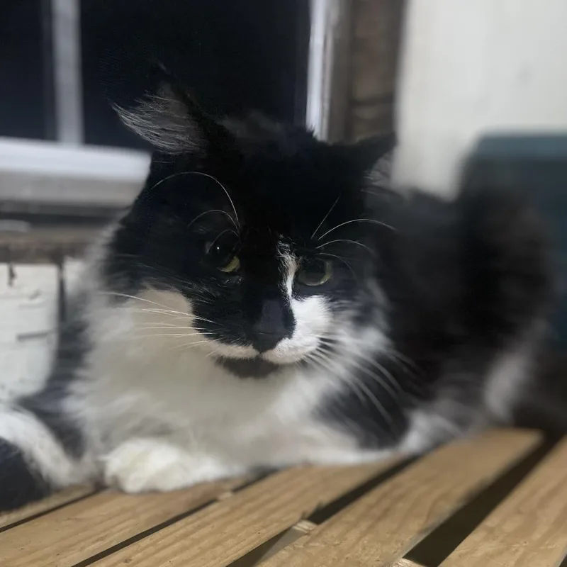 Sylvester thumbnail 2