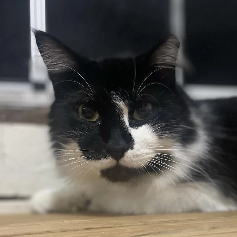 Sylvester thumbnail 3