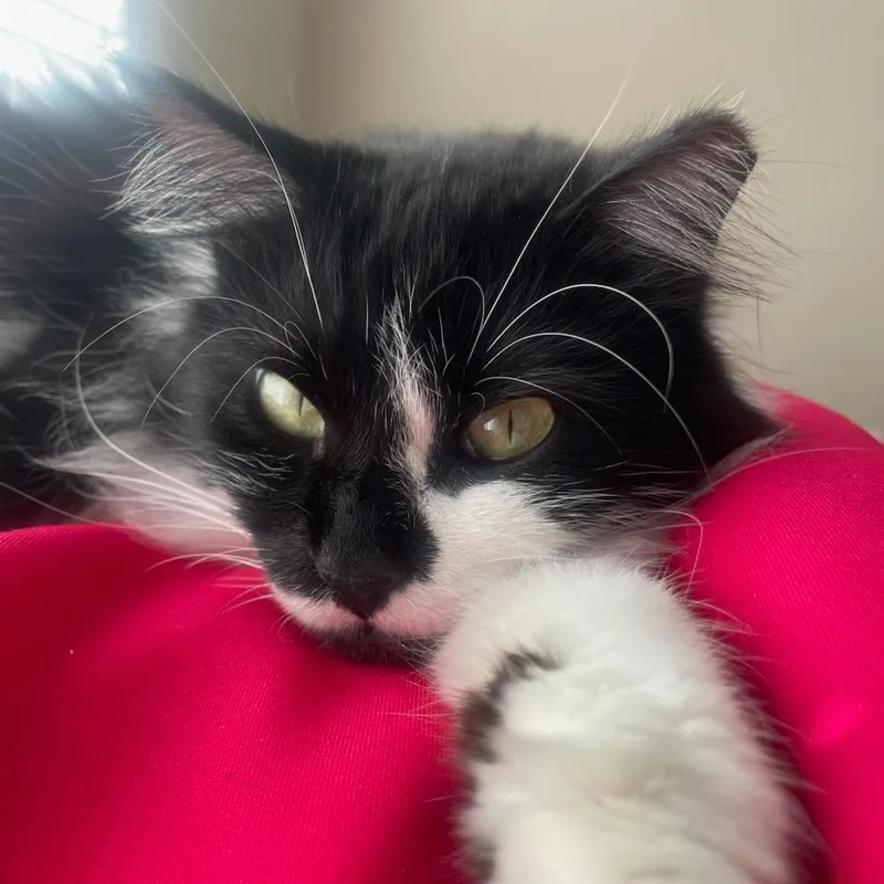 Sylvester thumbnail 4