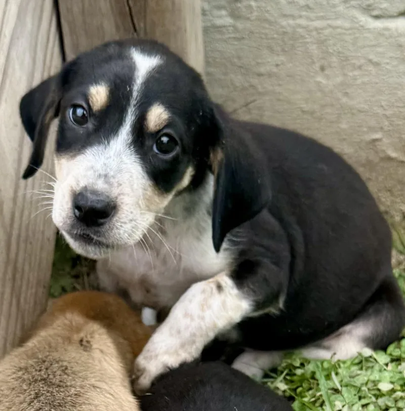 A baby medium-sized male Hound dog named Phoenix for adoption in Maiden, NC