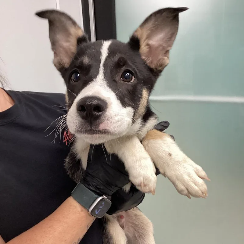 A baby small-sized male Black Shepherd dog named Hayden for adoption in Portland, OR