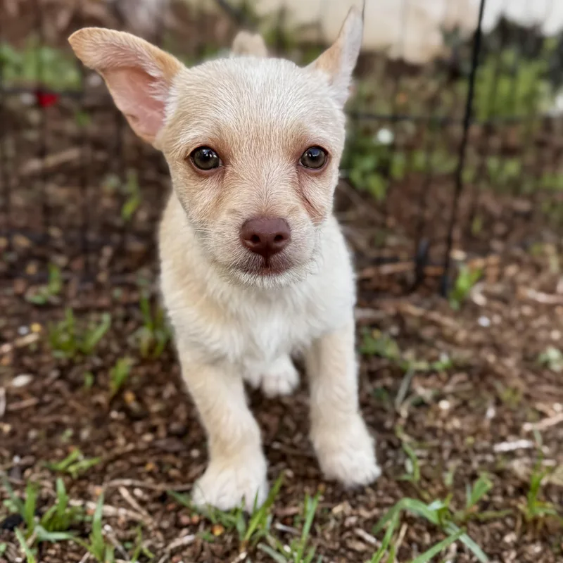 A baby small-sized male Apricot / Beige Corgi dog named Simon for adoption in Manvel, TX
