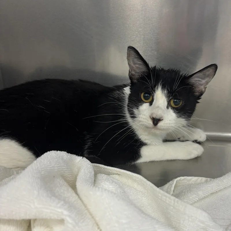 An adult medium-sized female Black & White / Tuxedo Domestic Short Hair cat named Samantha for adoption in Marina del Rey, CA