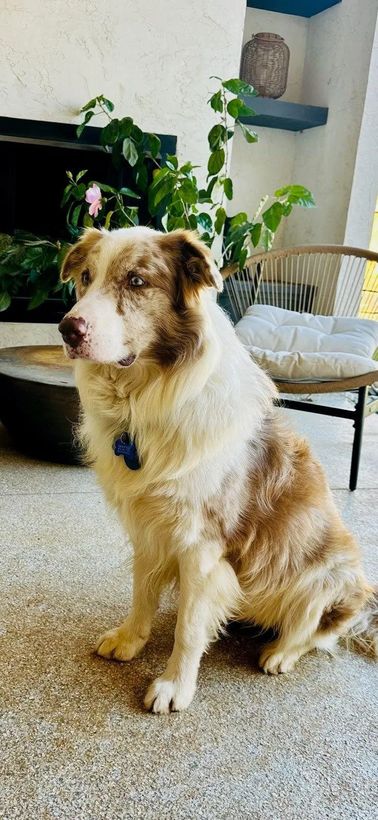 An adult medium-sized male Australian Shepherd dog named Romeo for adoption in Winter Park, CO