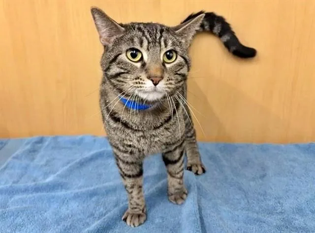 A young large-sized male Domestic Short Hair cat named Jerry for adoption in Saint Louis, MO