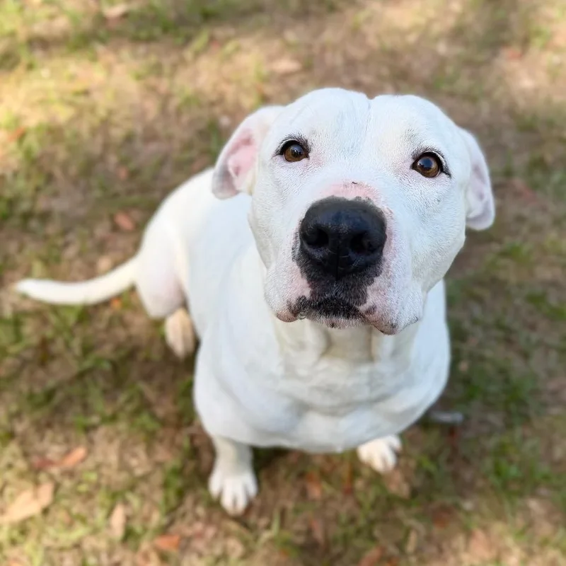 An adult large-sized female White / Cream Mixed Breed dog named Posie for adoption in Milton, FL