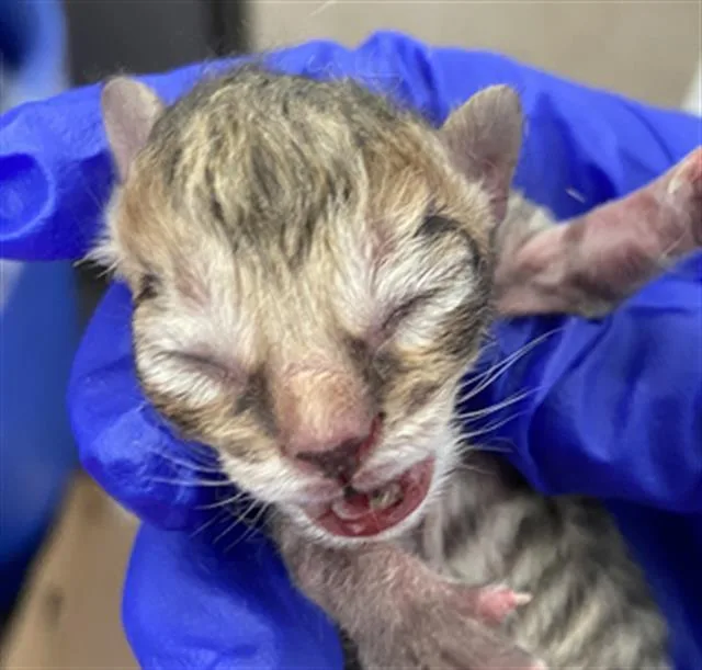 A baby medium-sized female Domestic Short Hair cat named Gold for adoption in Dallas, TX