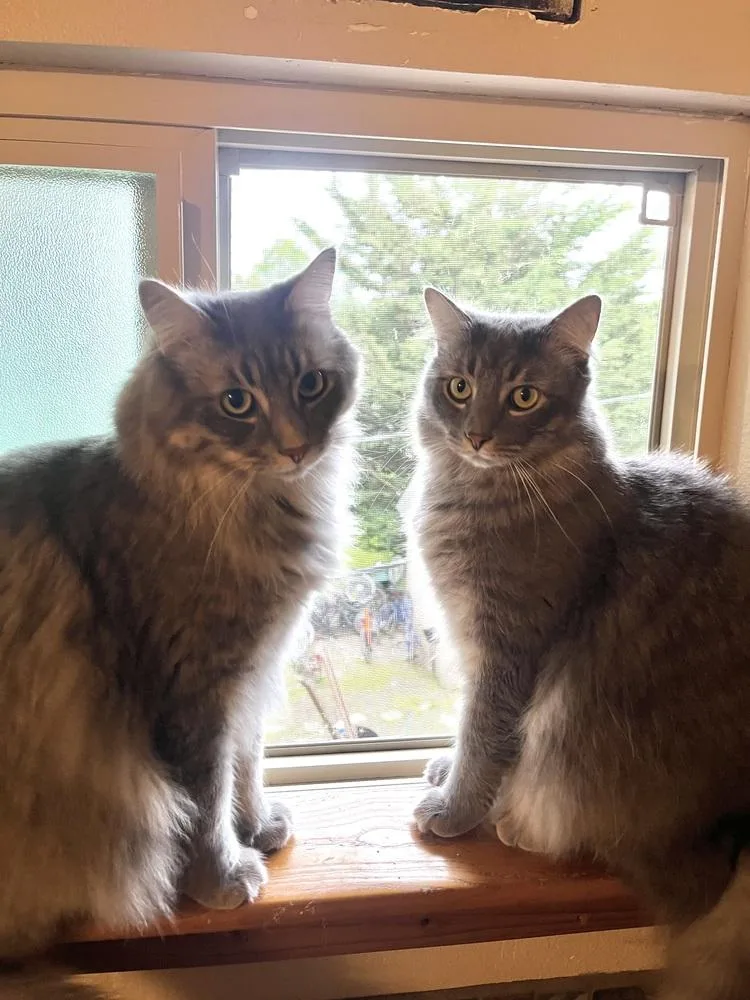 A young large-sized male Domestic Medium Hair cat named Smoky for adoption in Bellingham, WA