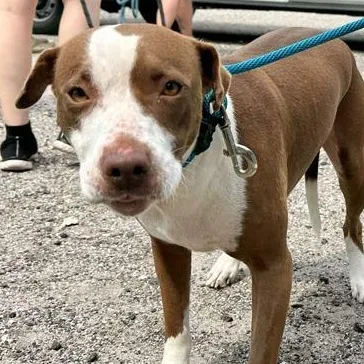 A young medium-sized female Brown / Chocolate Mixed Breed dog named Tina for adoption in Fernandina Beach, FL