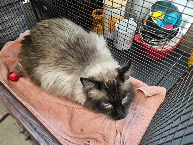 An adult small-sized male Siamese cat named Wolfie for adoption in Tucson, AZ