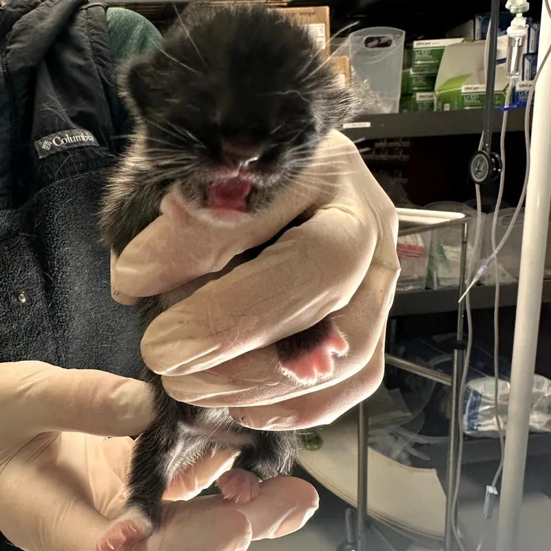A baby small-sized female Black Domestic Short Hair cat named Cricket for adoption in Houston, TX