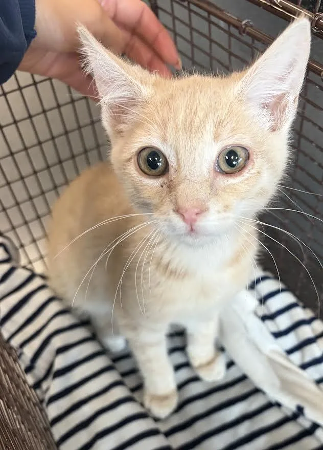 A baby small-sized male Domestic Short Hair cat named Simba for adoption in Los Angeles, CA