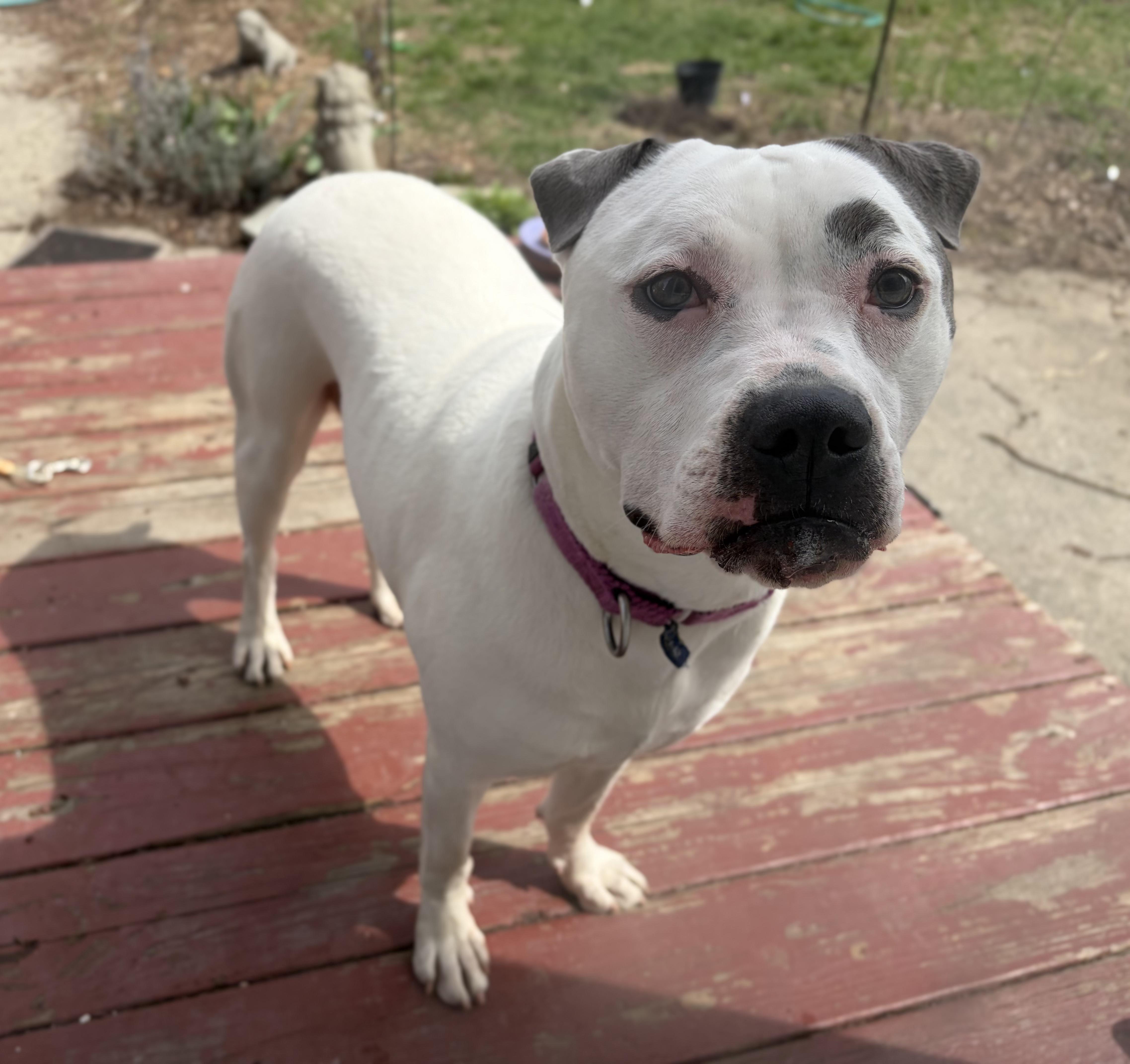 A young large-sized female Pit Bull Terrier dog named Bjork for adoption in Troy, MI