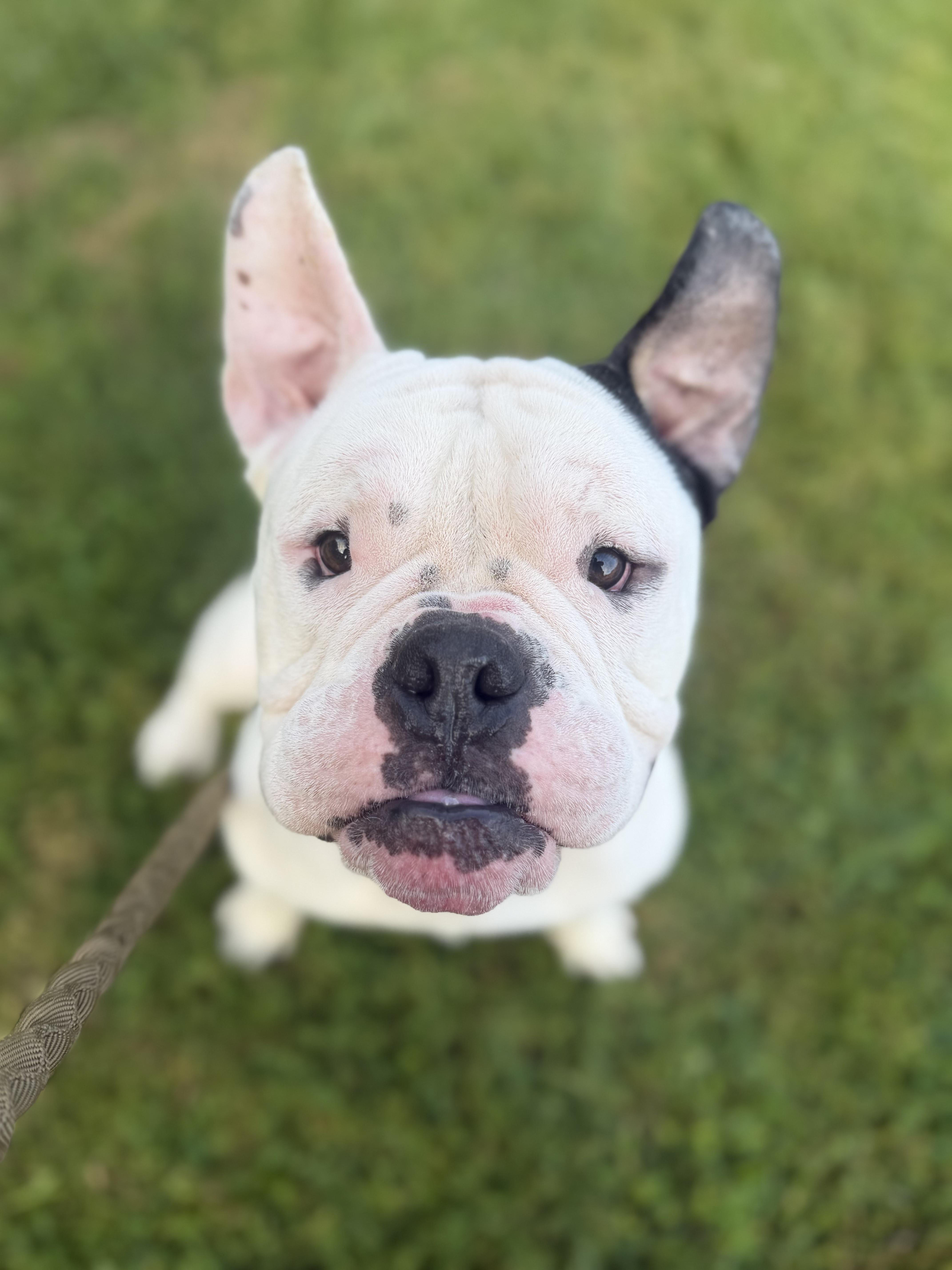 A young medium-sized male American Bulldog dog named Truman for adoption in Clay, NY