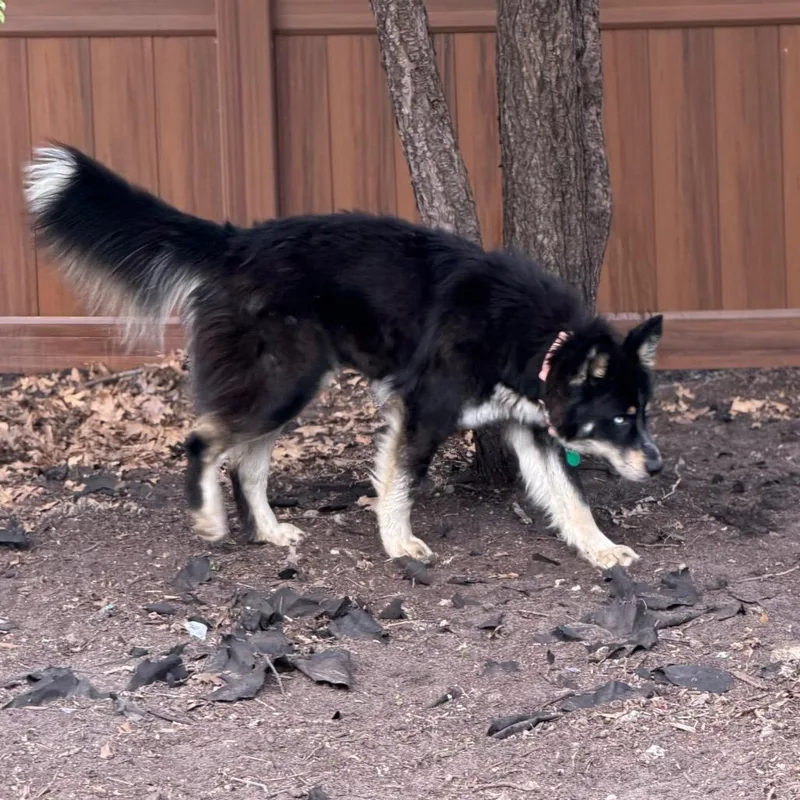 Huckleberry thumbnail 5