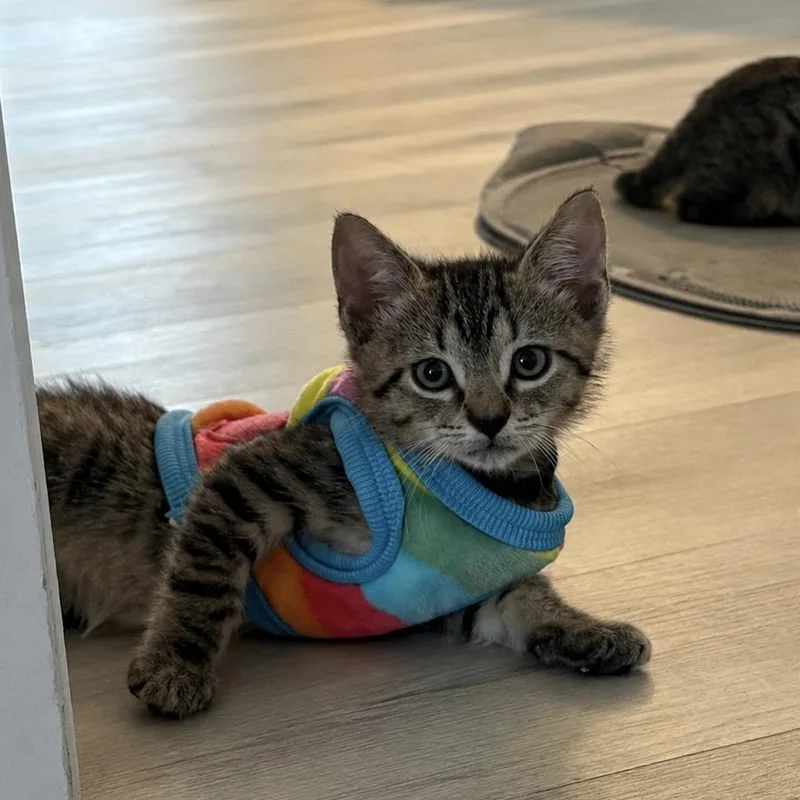 A baby small-sized male Gray / Blue / Silver Domestic Short Hair cat named Toodles for adoption in West Palm Beach, FL