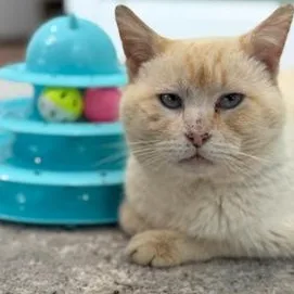 An adult medium-sized male Flame Point Siamese cat named Sanchez for adoption in Richmond, VA