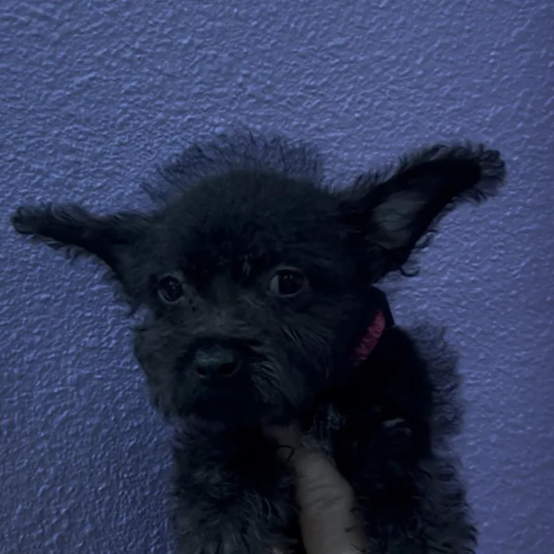 A baby small-sized female Chihuahua dog named Holly for adoption in Woodland, CA