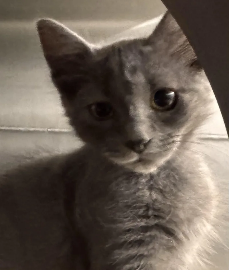 A baby small-sized female Domestic Short Hair cat named Sarabi for adoption in Chico, CA