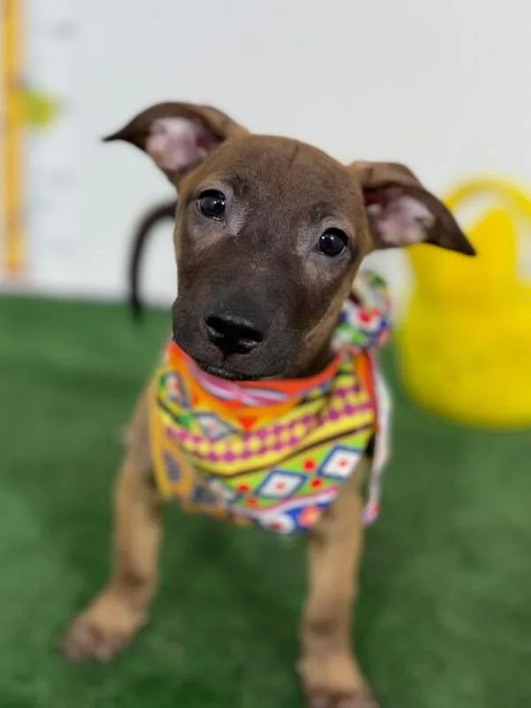 A baby medium-sized male Brown / Chocolate Labrador Retriever dog named Jimmy for adoption in Carlsbad, CA