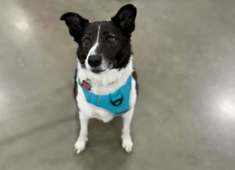 A senior medium-sized female Black Border Collie dog named Jj for adoption in Dysart, IA