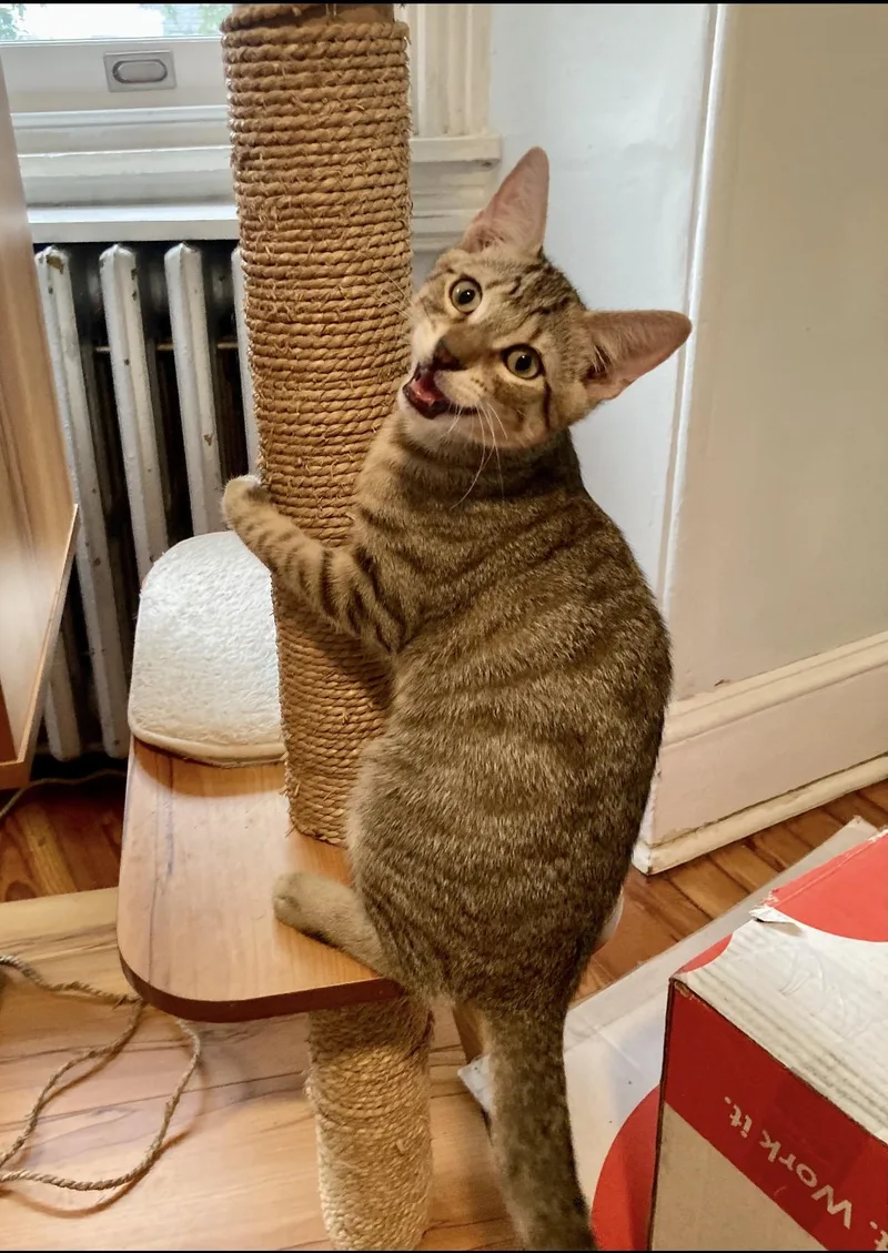 A baby small-sized male Domestic Short Hair cat named Toska for adoption in Philadelphia, PA