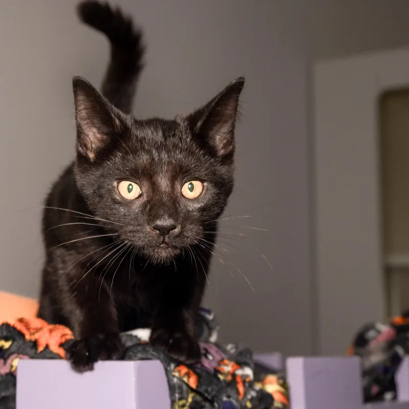 A baby small-sized male Domestic Short Hair cat named Pepper for adoption in Victor, NY