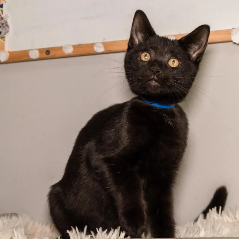 Pepper thumbnail 2