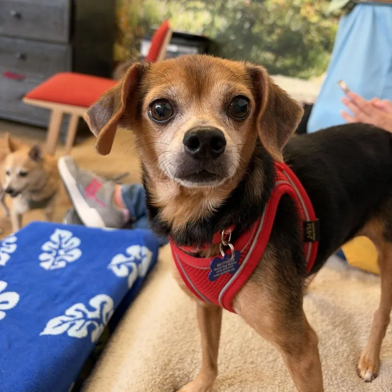 A senior small-sized male Brown / Chocolate Beagle dog named Goonie for adoption in San Francisco, CA
