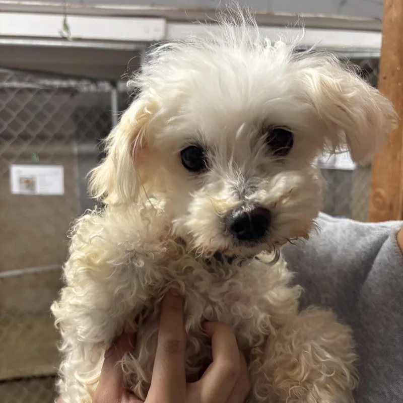A senior small-sized male White / Cream Cockapoo dog named Bucky for adoption in Sonoma, CA