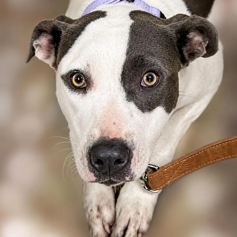 An adult medium-sized female Gray / Blue / Silver Pit Bull Terrier dog named Dublin for adoption in East Saint Louis, IL