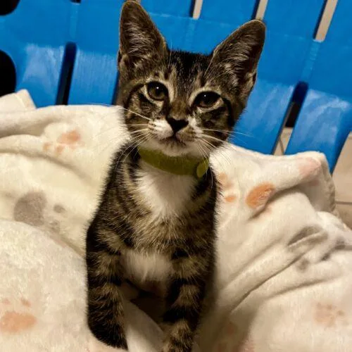 A baby small-sized female Domestic Short Hair cat named Wednesday for adoption in Tampa, FL