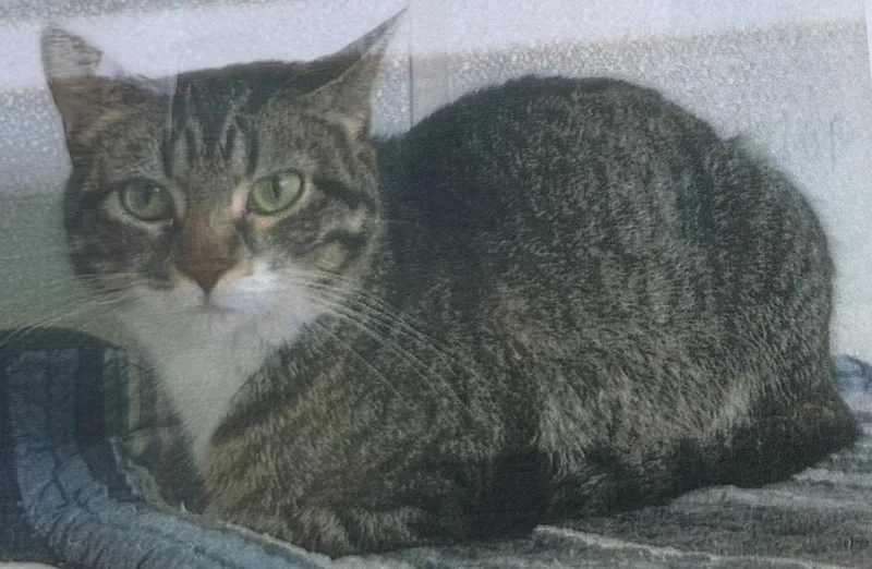 An adult medium-sized female Gray / Blue / Silver Domestic Short Hair cat named Aria for adoption in Fort Madison, IA
