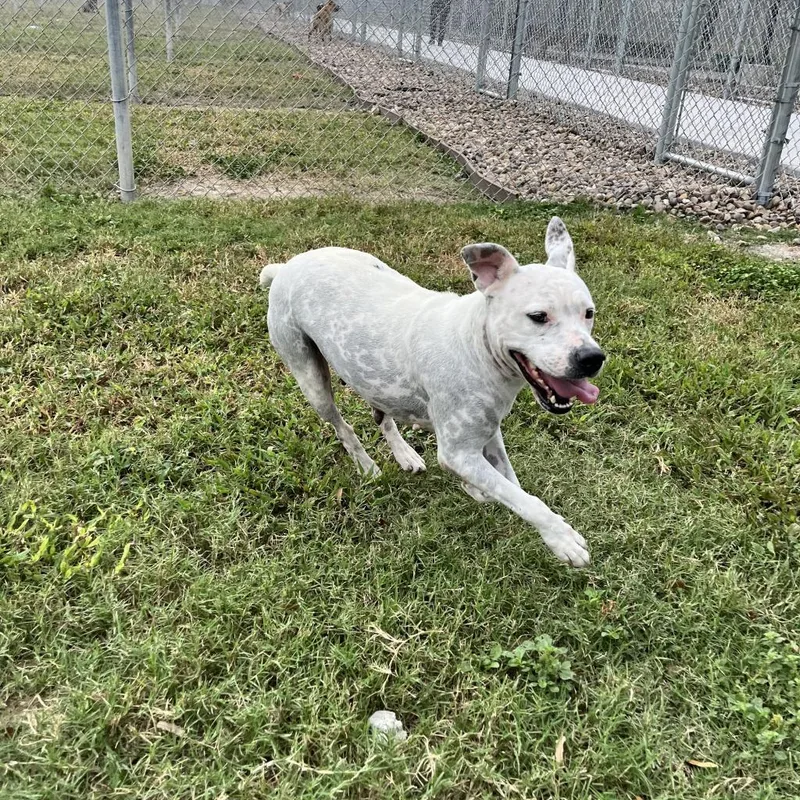 Mrs. Spots thumbnail 3