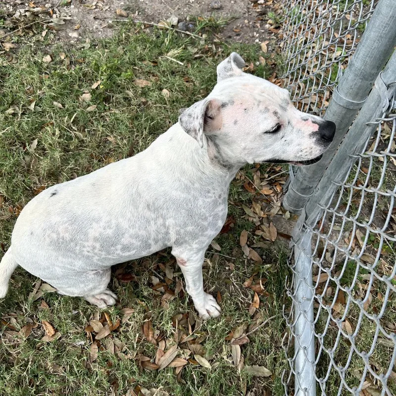 Mrs. Spots thumbnail 5